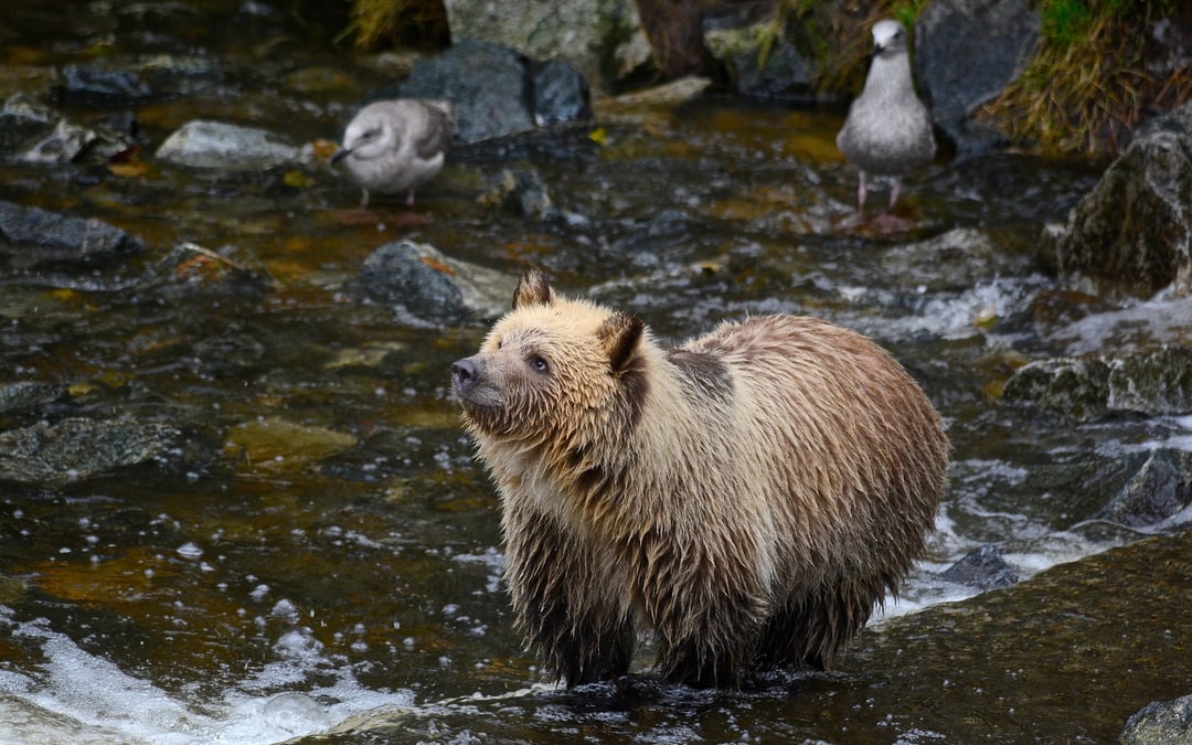 Conservationists take partial win in case over Montana grizzly, trout habitat