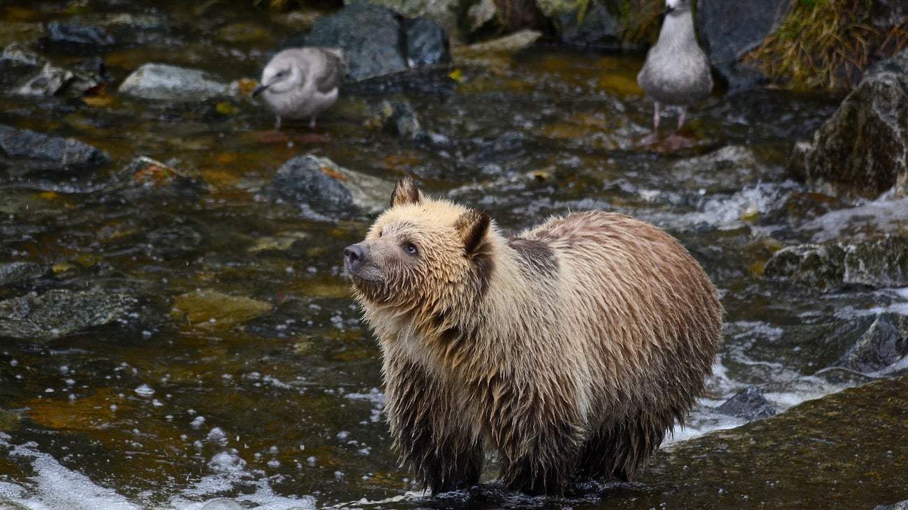 Conservationists take partial win in case over Montana grizzly, trout habitat