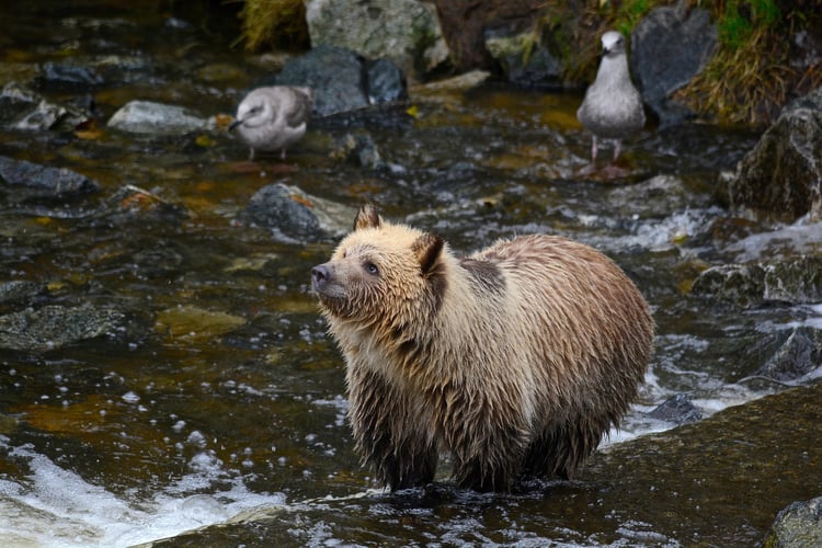 Technicians counting salmon expect to see grizzlies Technicians counting salmon expect to see grizzlies