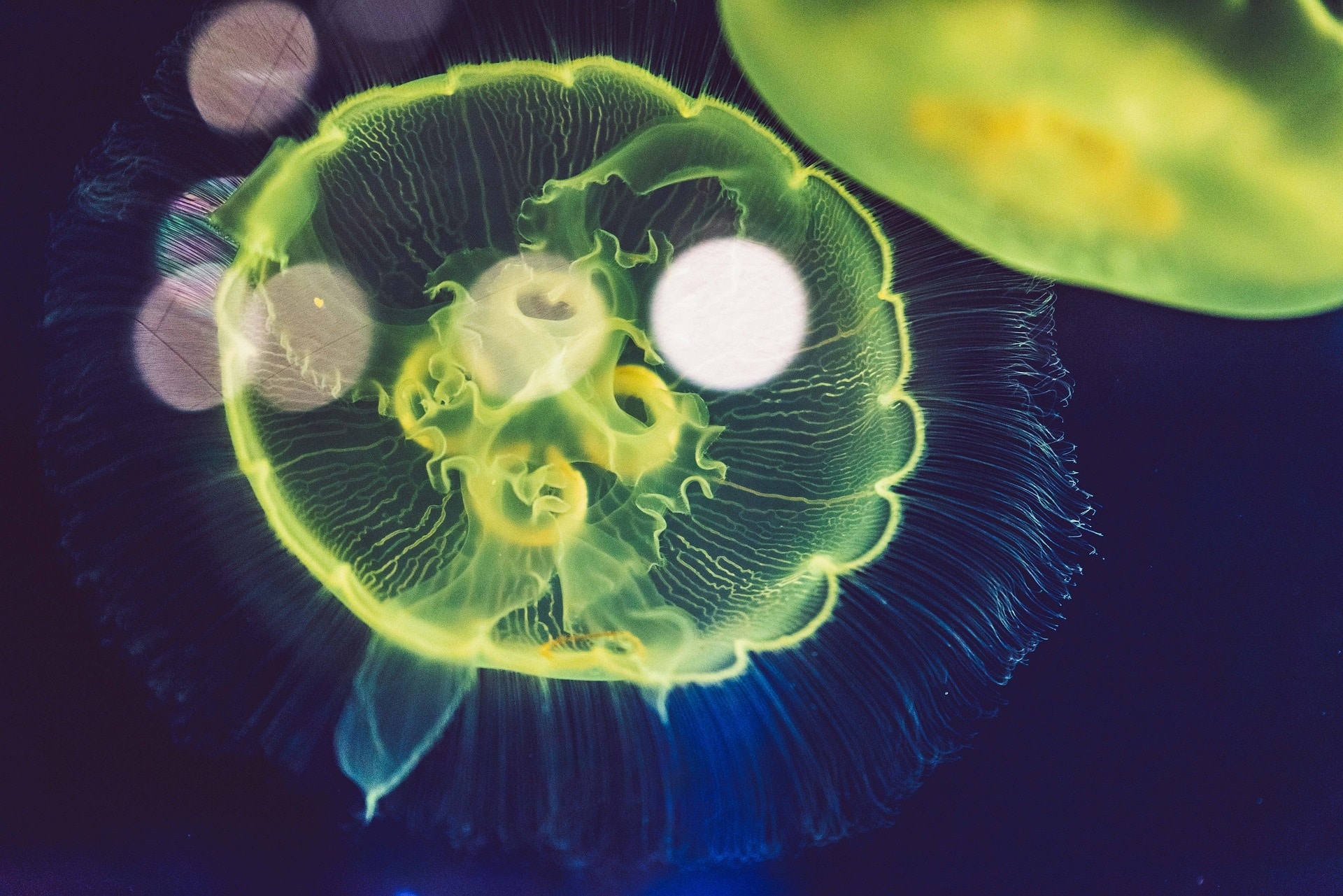 The Champions Of Scientific Research Jellyfish Courthouse News Service The Champions Of Scientific Research Jellyfish Courthouse News Service