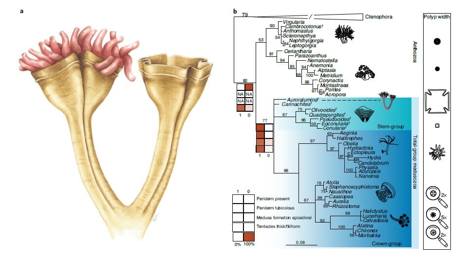Fossilized polyps change timeline on evolution of jellyfish family