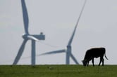 A cow grazes in a pasture, with two wind turbines in the background.