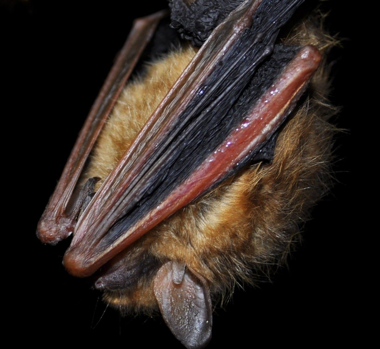 Saving tricolored bats | Courthouse News Service