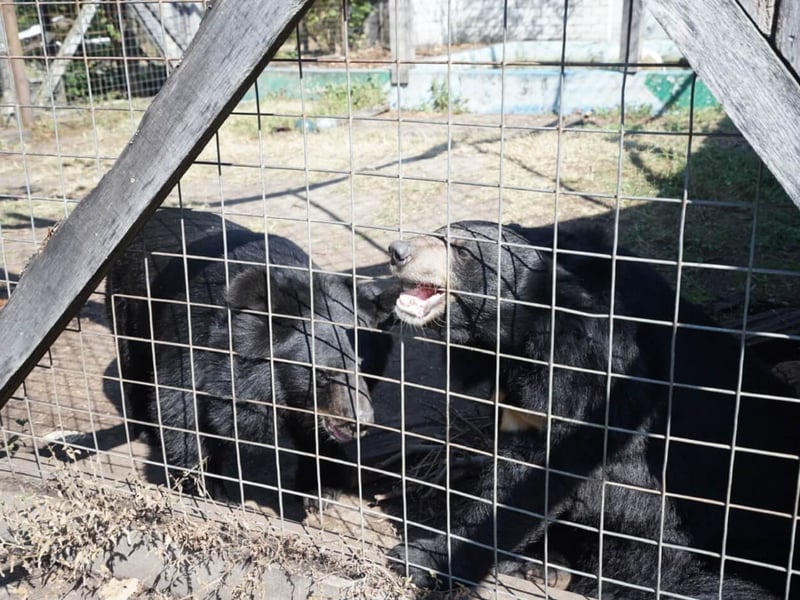 Dozens of animals removed from roadside zoo as part of settlement in