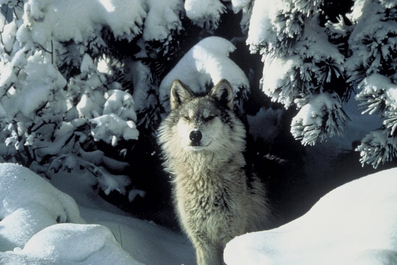 Gray wolf in snowy habitat