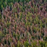 A forest with dying fir trees.