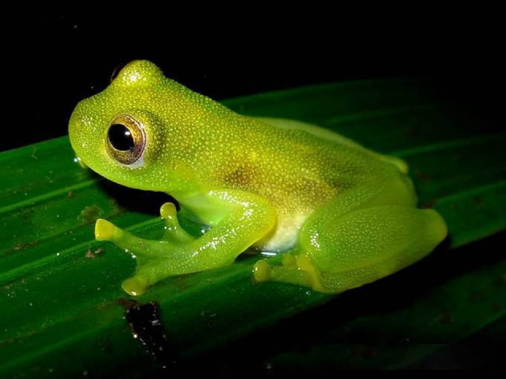 Glassfrogs Hide Red Blood Cells in Their Liver to Become Transparent