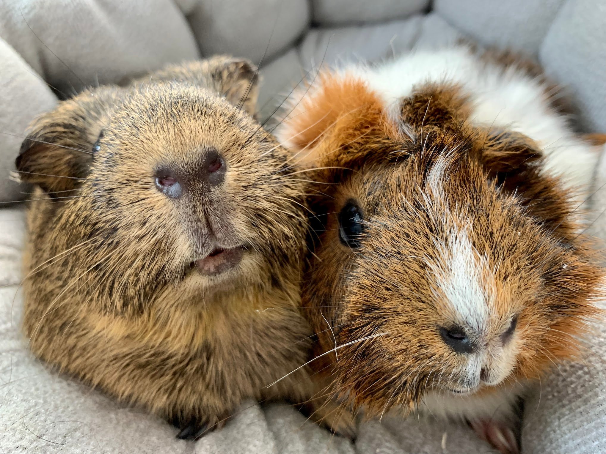 Guinea pig 2024 brush petsmart