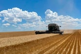 A combine harvests grain on a farm.