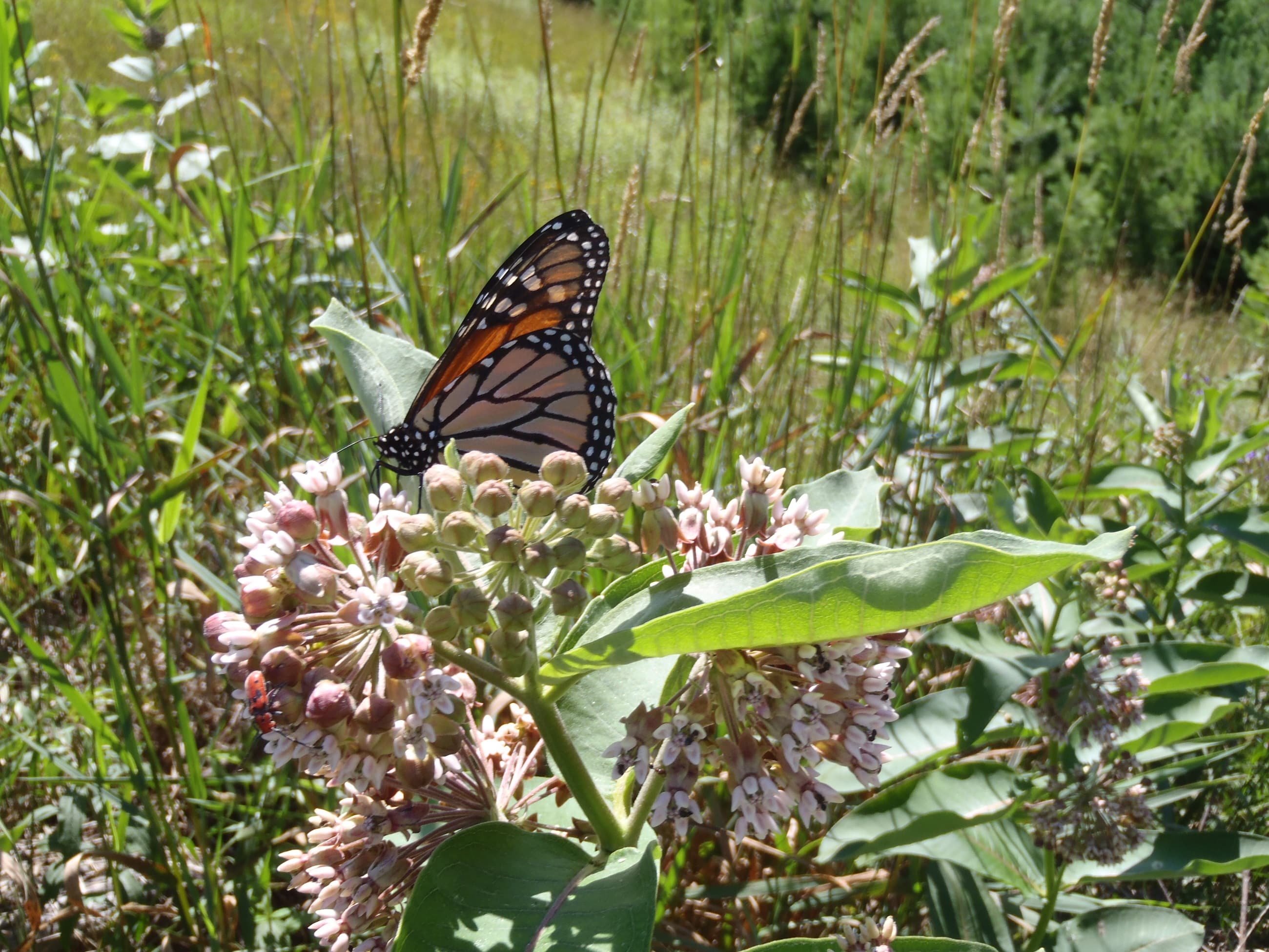 In win for butterflies and loss for Texas Republicans, feds move to ...