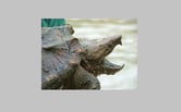 Snapping turtle with head outside shell.