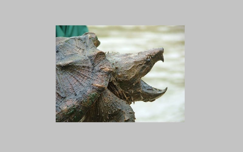 Snapping turtle with head outside shell.