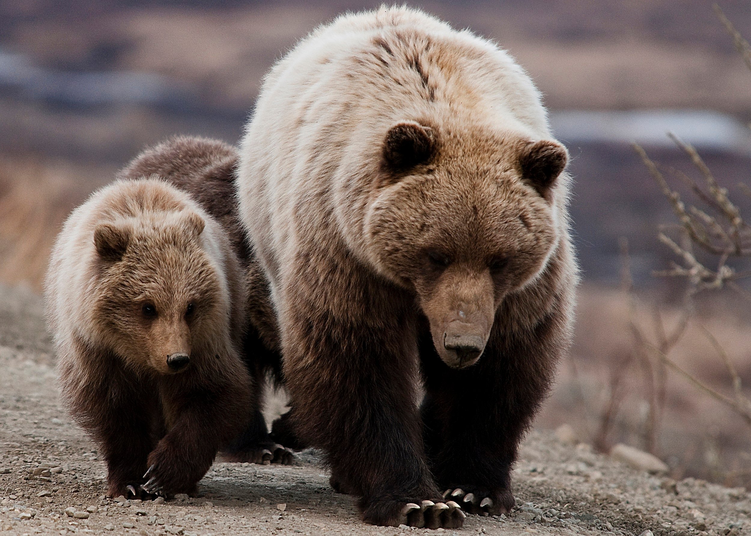 Bear kills jogger in Italian Alps. What does this mean for the effort to  bring bears back to the region?