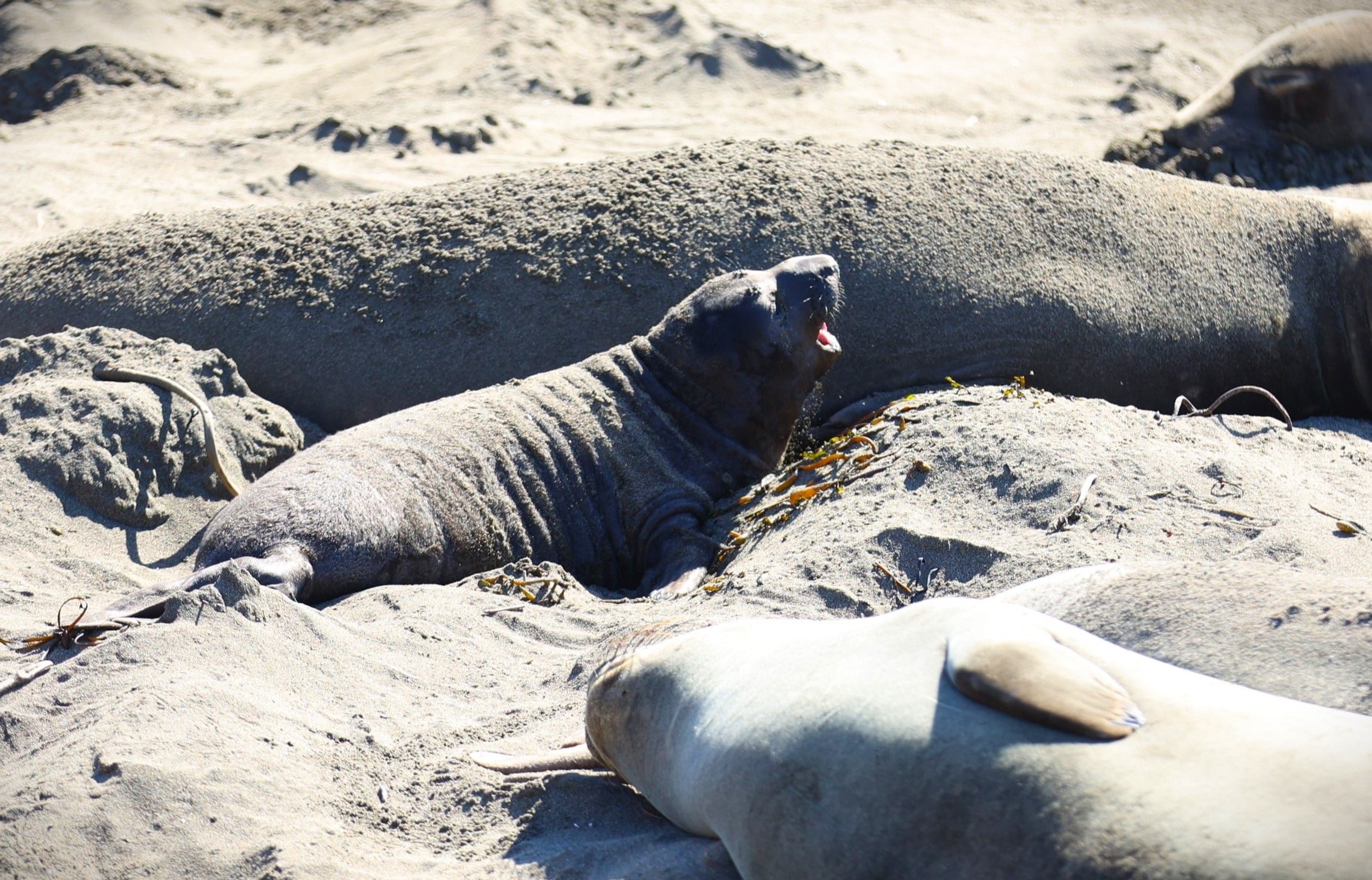 Seals on California Beach 