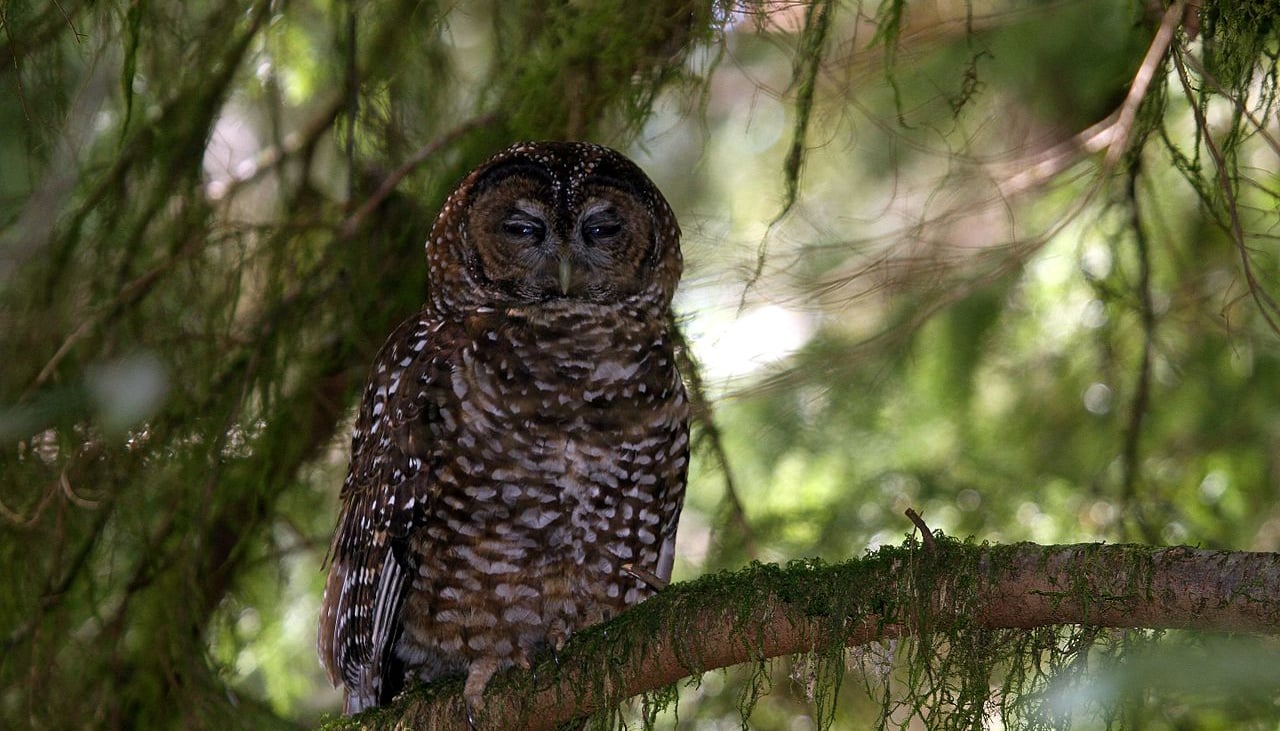 Judge invalidates Trump's Endangered Species Act changes