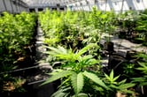 Marijuana plants grow at a medical facility greenhouse in Minnesota.