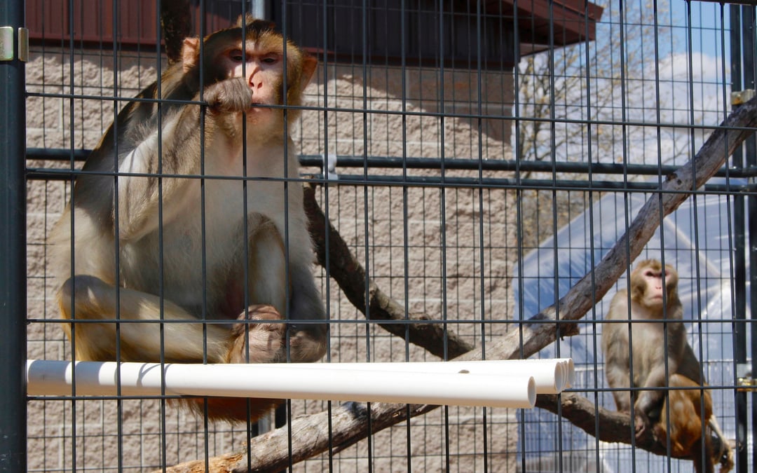 Study says Supreme Court ruling led to less Animal Welfare Act enforcement