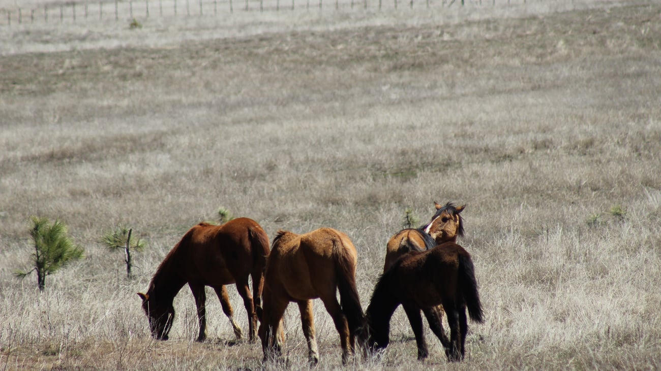 Judge halts roundup of wild horses in Arizona