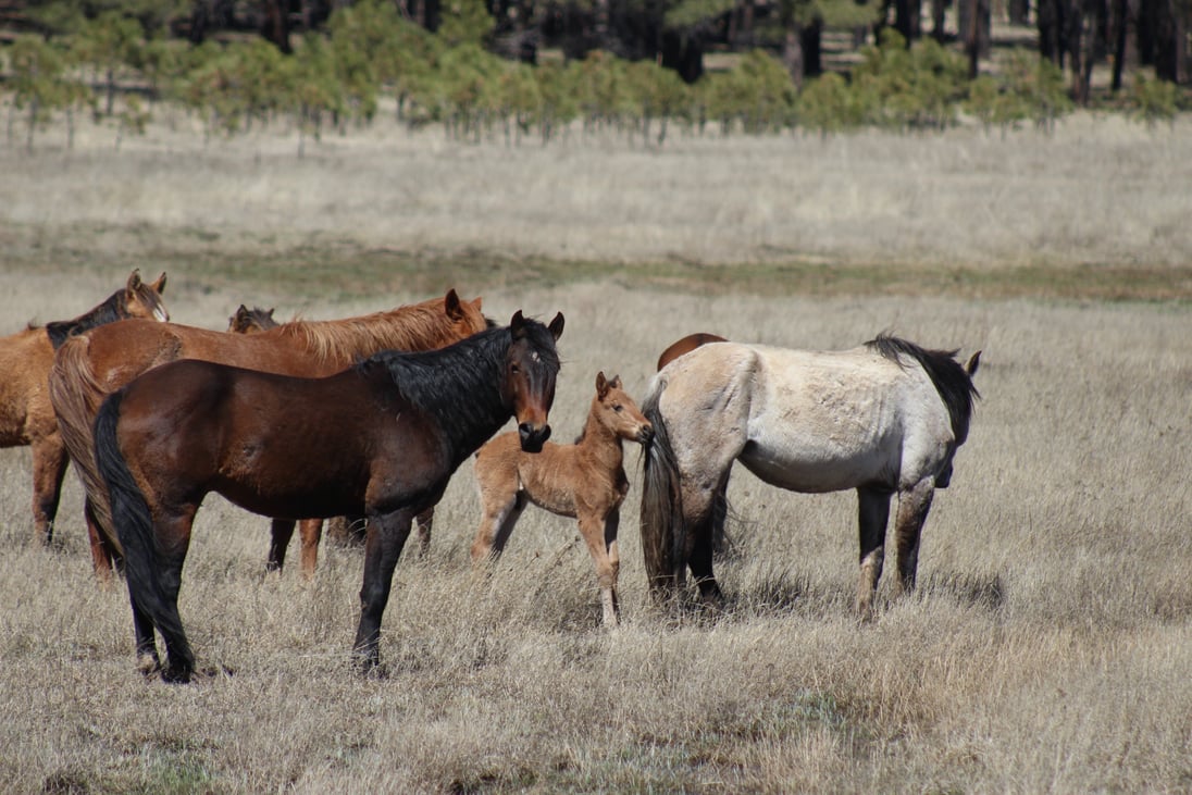 Do Horses Help the Environment: Surprising Eco Benefits Revealed