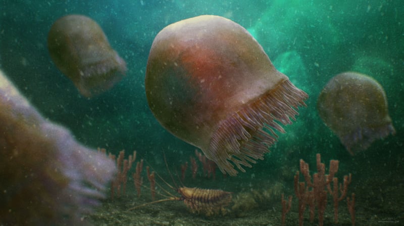 A group of Jellyfish swim in the ocean. Illustration depicts what jellyfish looked like 500 million years ago.
