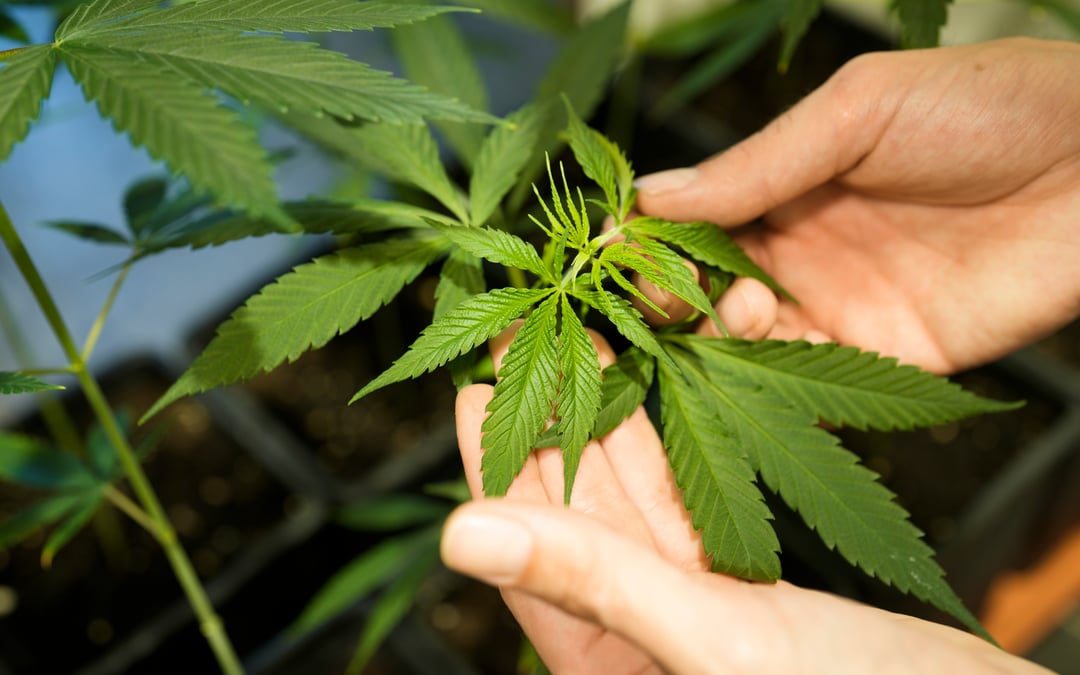 New York cannabis