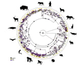 The evolution of same-sex sexual behavior in non-human mammals.