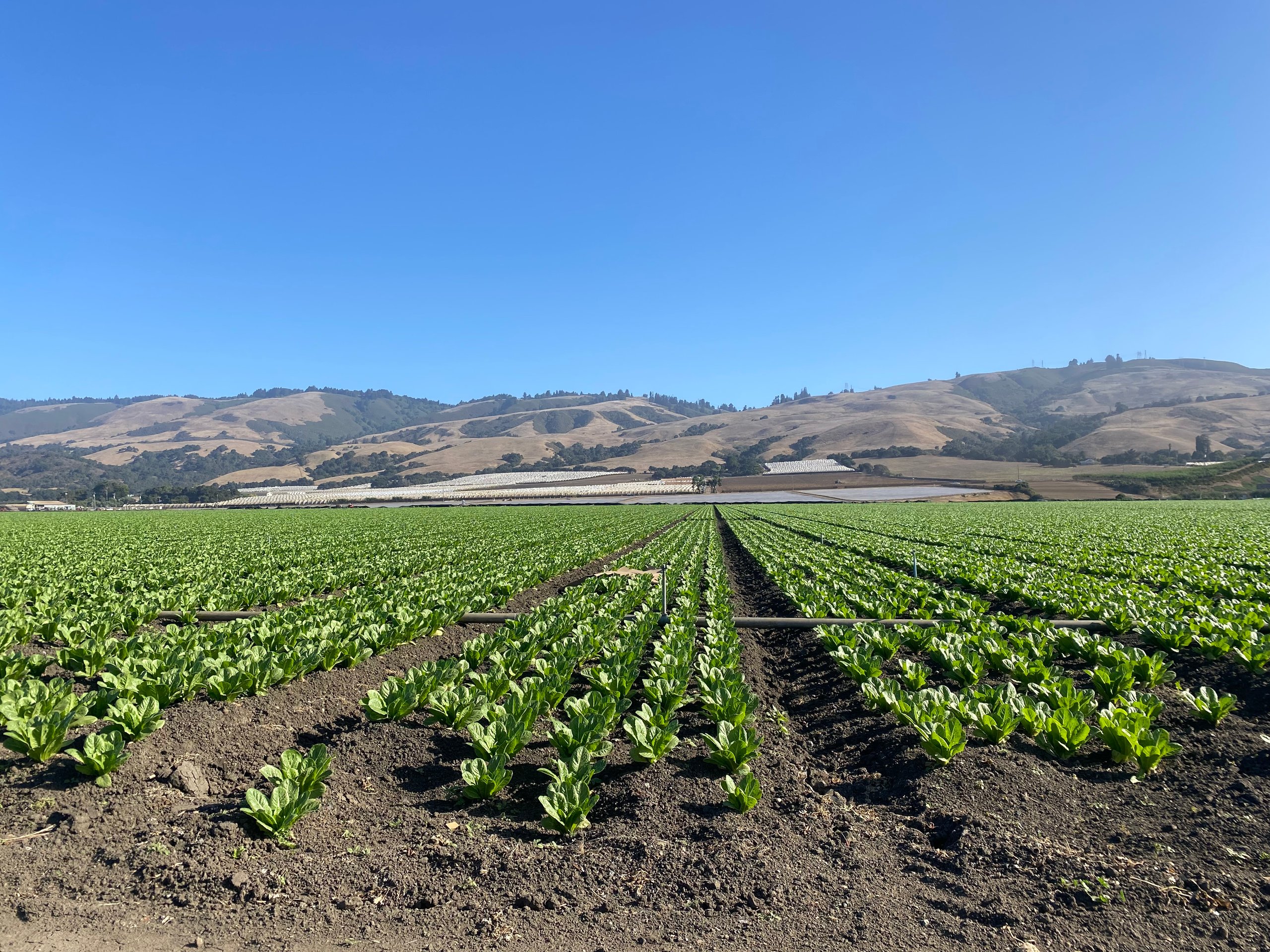 ‘I don’t see how things are going to go back to normal’ California’s
