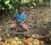 A 10-year-old boy seen using a machete to open cocoa pods on a cocoa plantation in Ghana.