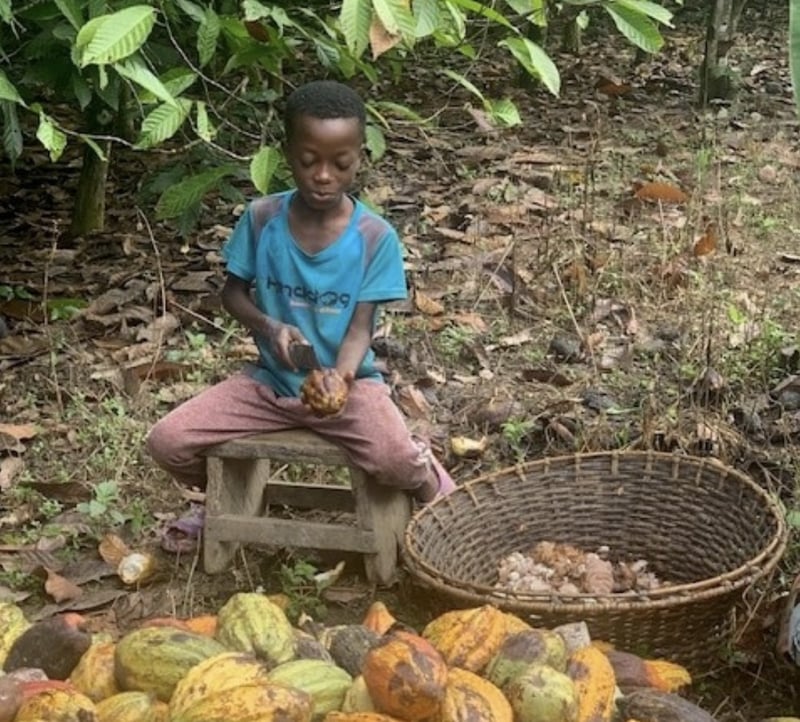 A 10-year-old boy seen using a machete to open cocoa pods on a cocoa plantation in Ghana.