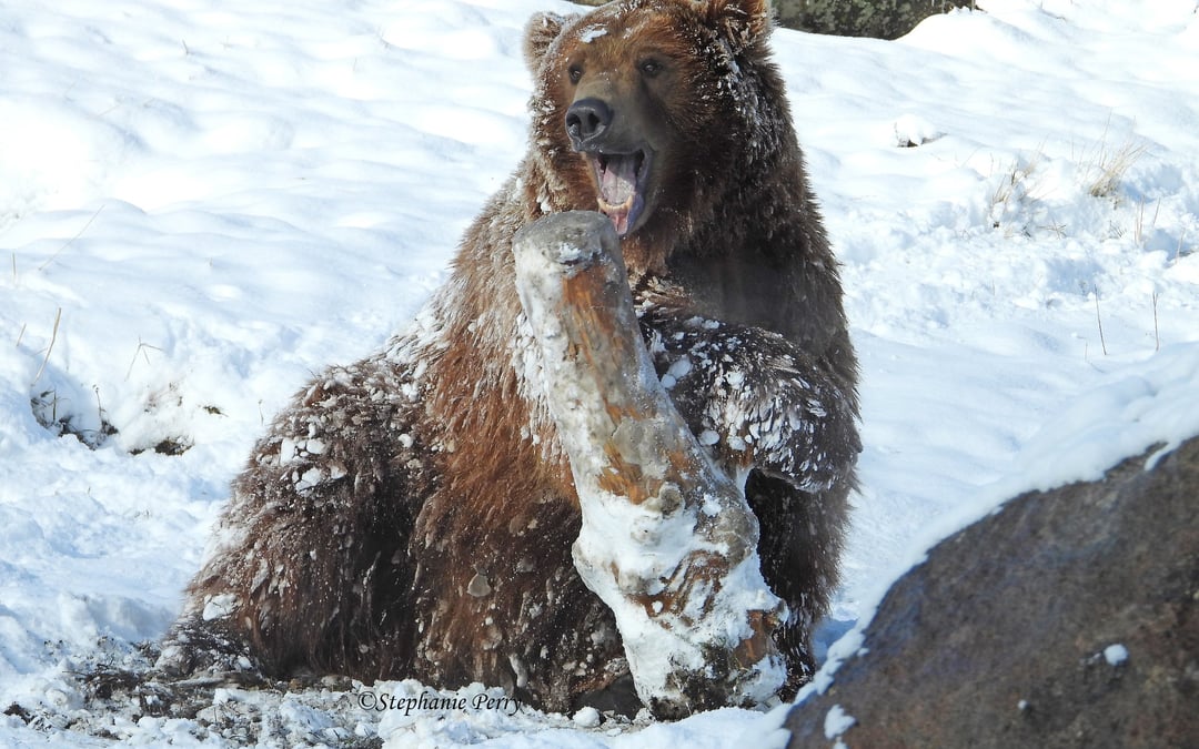 Issue of predators in rural California has become unbearable