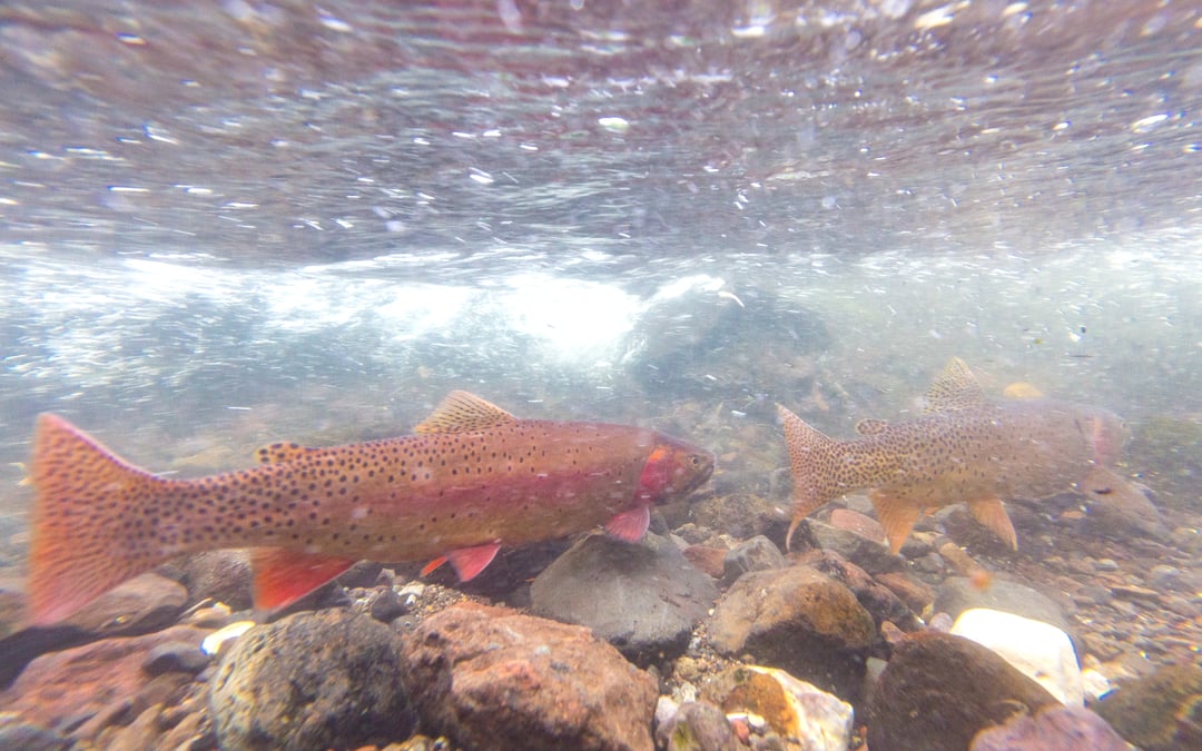 Judge says no to fish poison in Montana wilderness