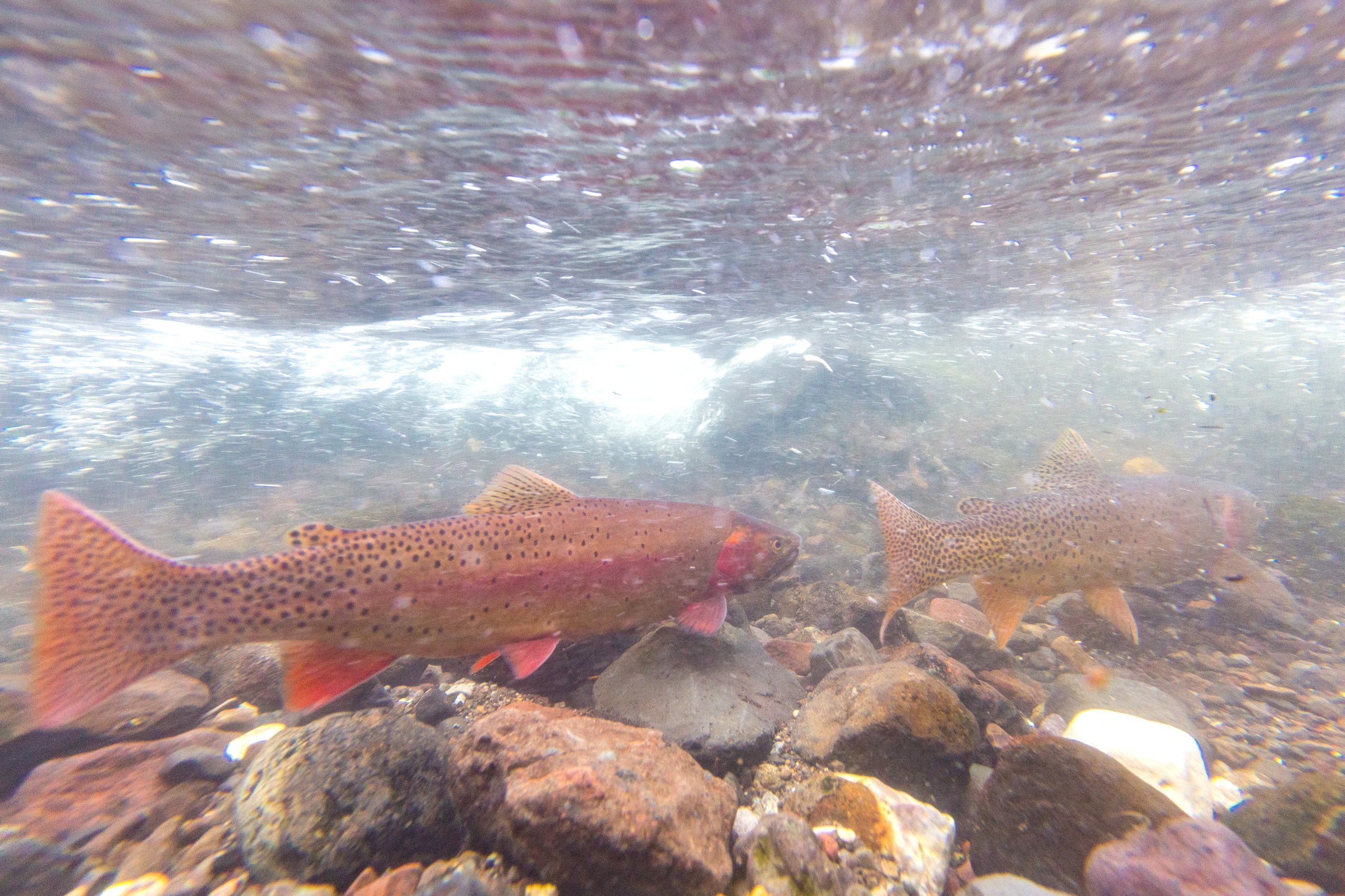 TROUT OF THE YELLOWSTONE』byMikeStidham