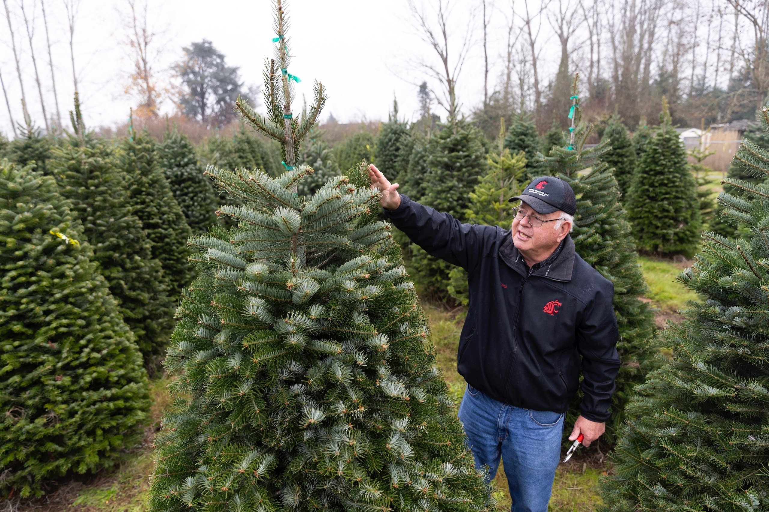As climate warms, that perfect Christmas tree may depend on growers