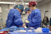 Three surgeons remove a genetically modified pig liver in an operating room.