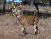 A white-tailed buck with antlers.
