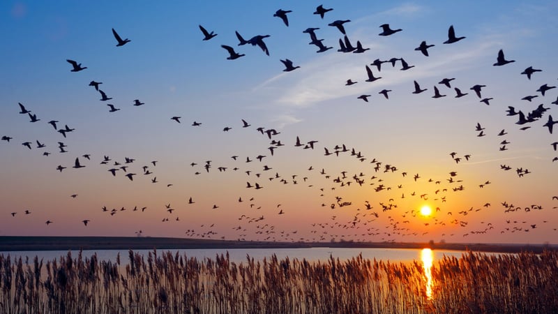 Numerous birds flying against the backdrop of a setting sun and reflective lake.