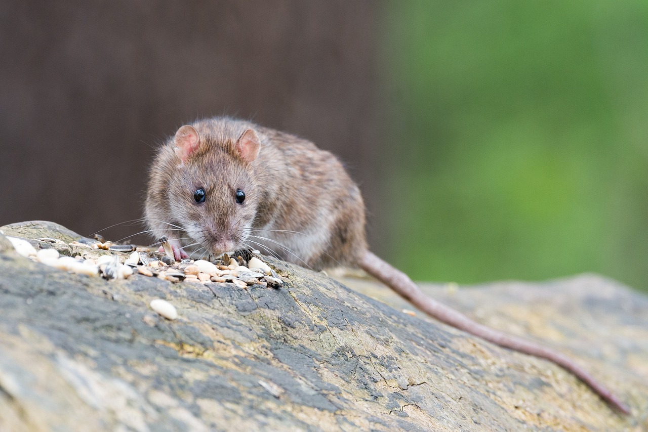 California rat poison bill would ramp up restrictions allow