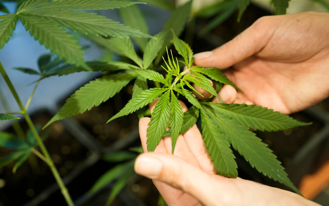 Arizona hemp industry moves to protect unlicensed retailers from criminal penalties