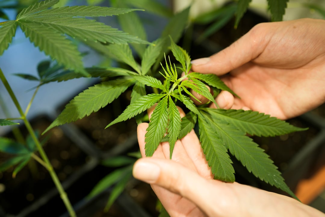 Cannabis in Germany