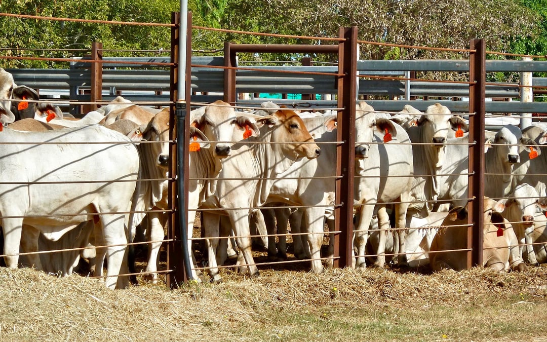 Hundreds of ongoing screwworm cases in Mexico alarm US