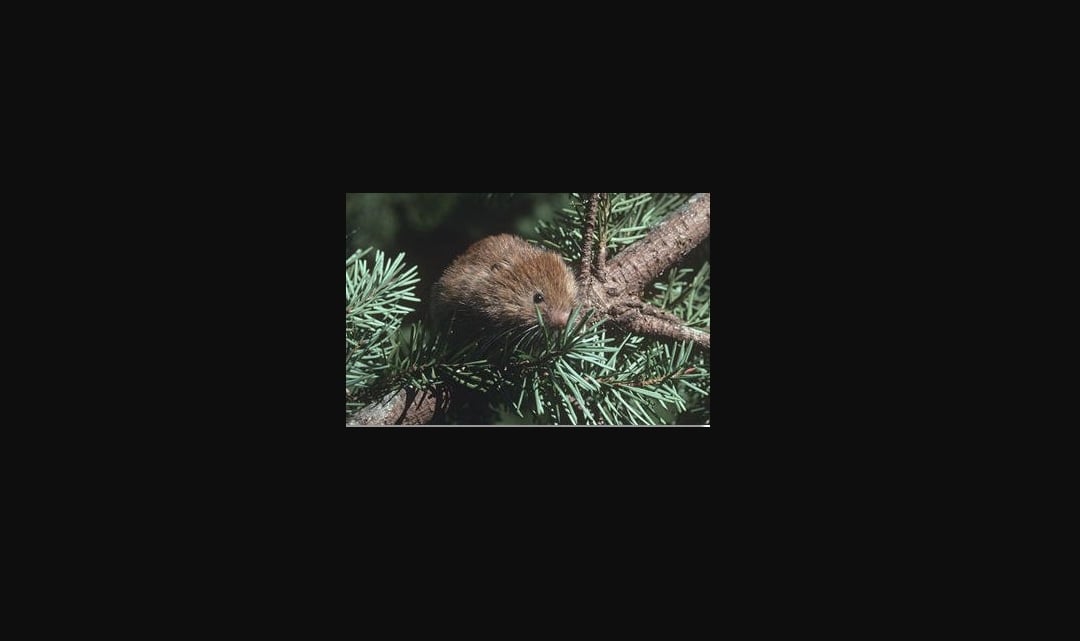 Lizards & voles