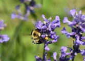 A bumble bee with its wings blurred from rapid motion, alights on a purple flower.