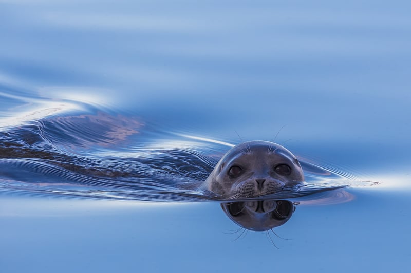Ringed seal swimming