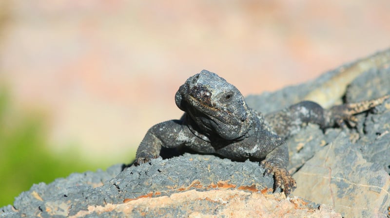A close-up of a chuckwalla lizard on a rock, facing the camera.