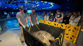 Staff and visitors stand around a crate holding a large sea turtle at an aquarium.