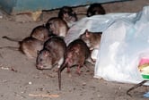 Nine rats search through a bag of garbage.