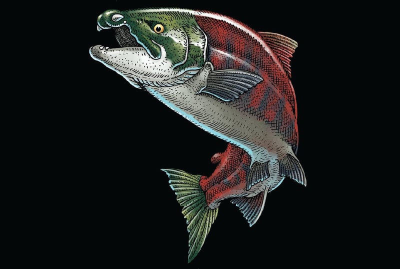 Illustration of a salmon with spikes coming out its mouth.