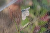 A Silvery Blue butterfly rests on netting.