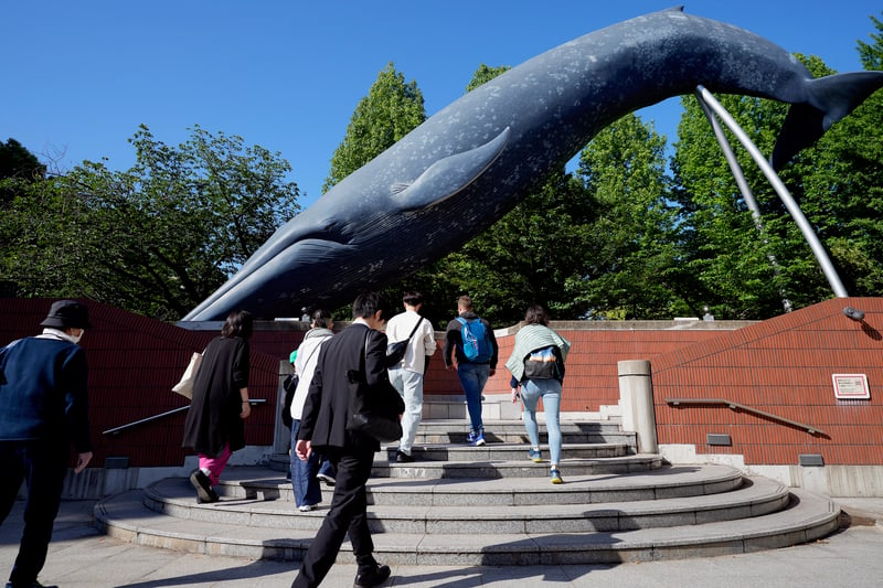 Several people walk toward a life-size model of a whale at Tokyo's National Science Museum.