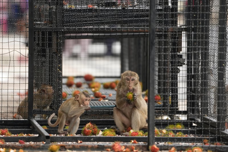 Two monkeys eat rambutan in a cage.